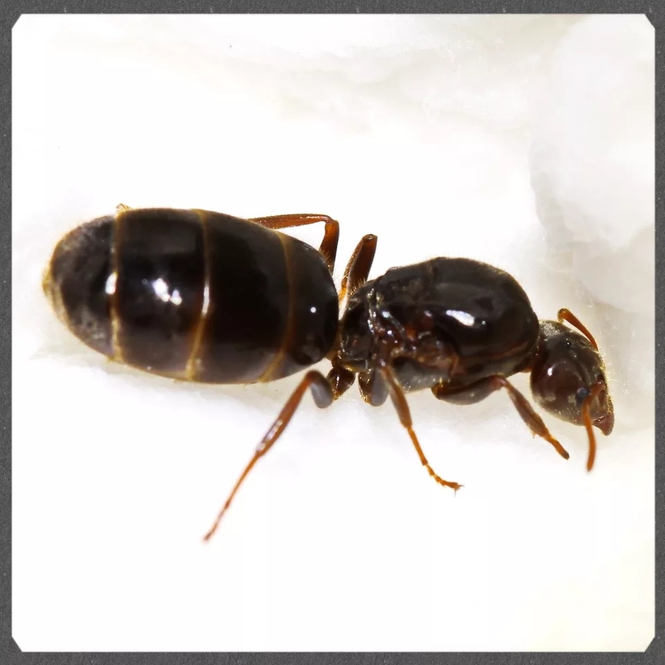 安利]蚂蚁入坑指北NGA玩家社区