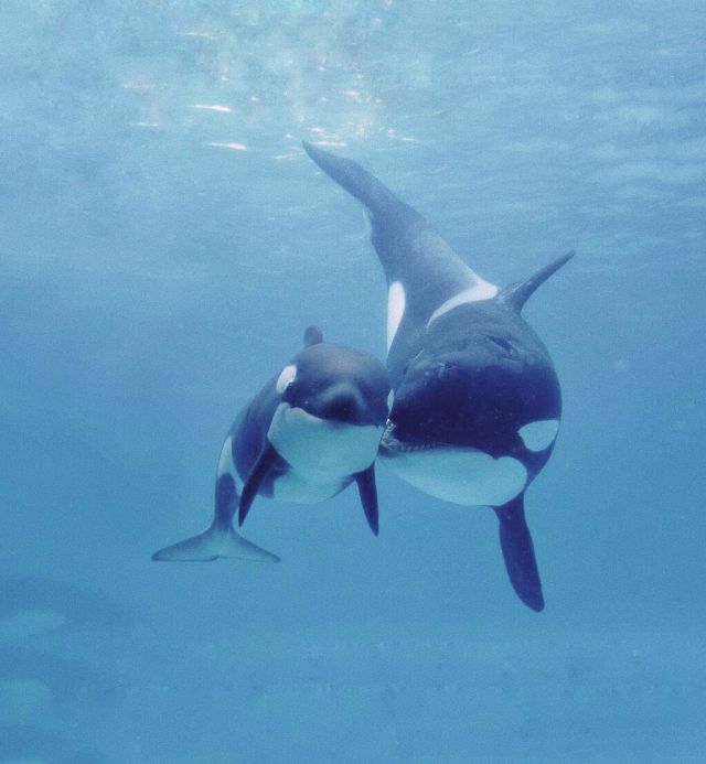 玄学氵 吸虎鲸壁纸出斯卡蒂nga玩家社区