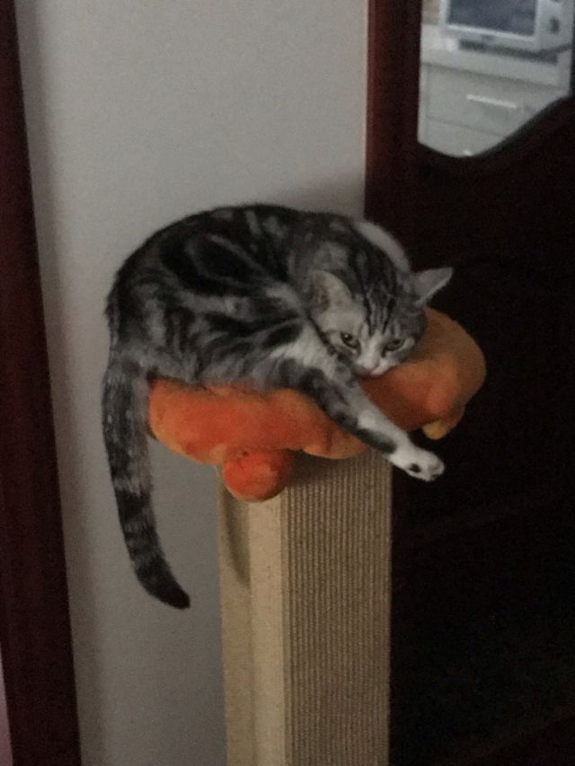 已更新 养了3年的猫白天不肯吃东西 都是后半夜舔盘 怎么办nga玩家社区