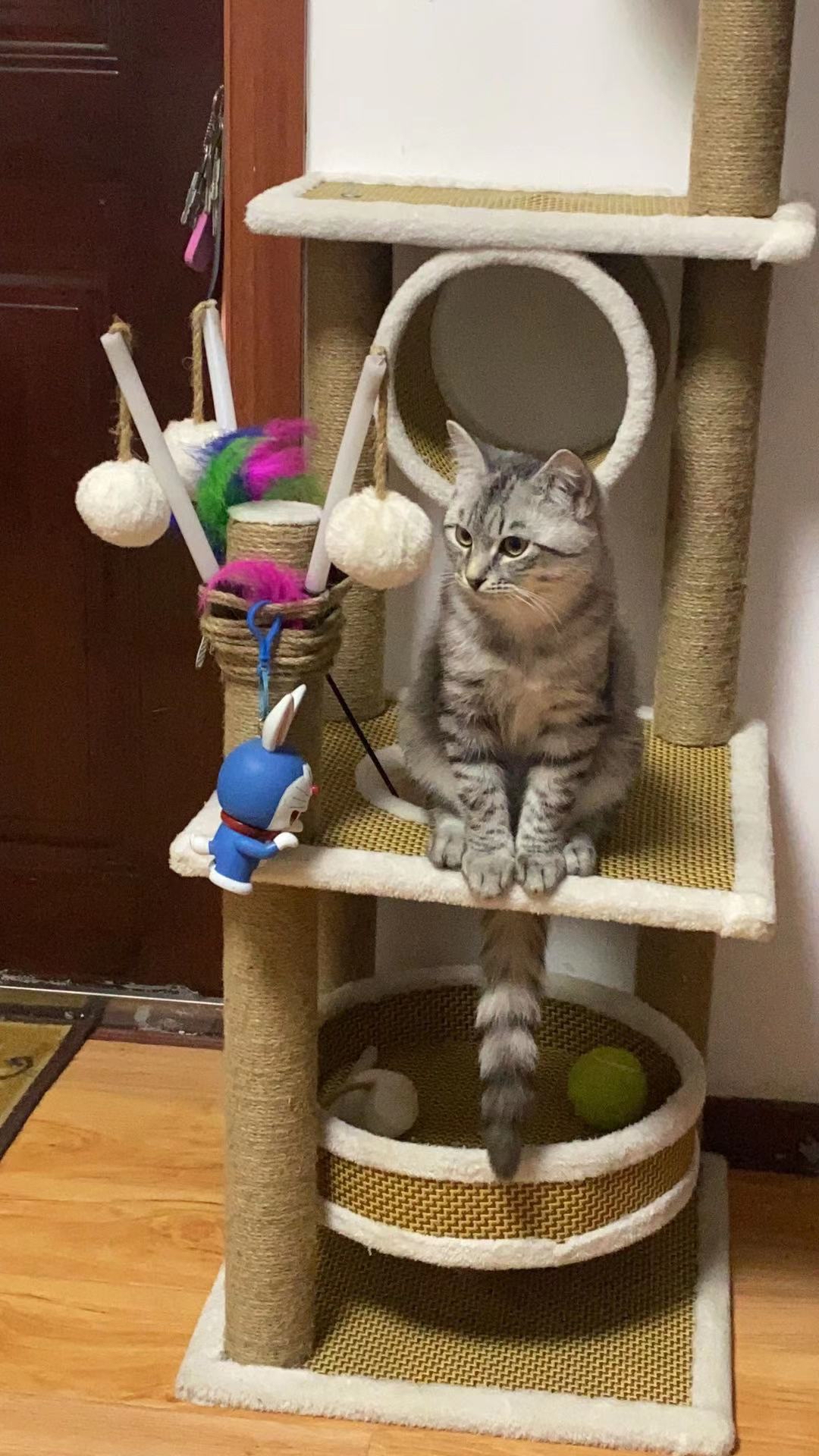 晒猫了 海参和挖煤以及他们的孩子nga玩家社区