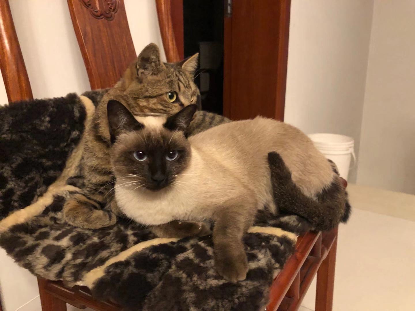 晒猫了 海参和挖煤以及他们的孩子nga玩家社区