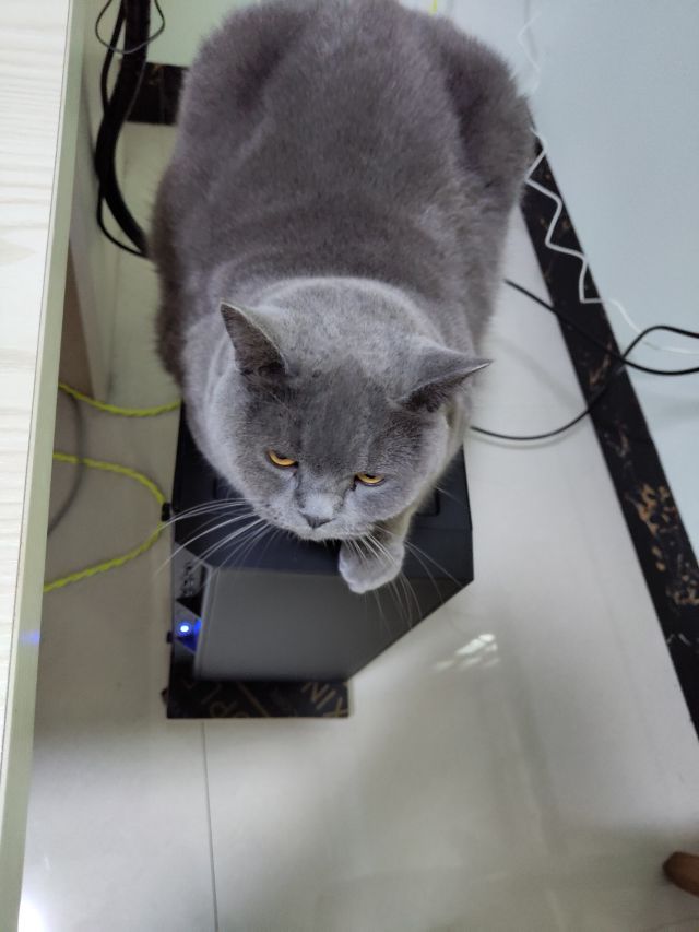 钢筋直男第一次养猫问题多nga玩家社区