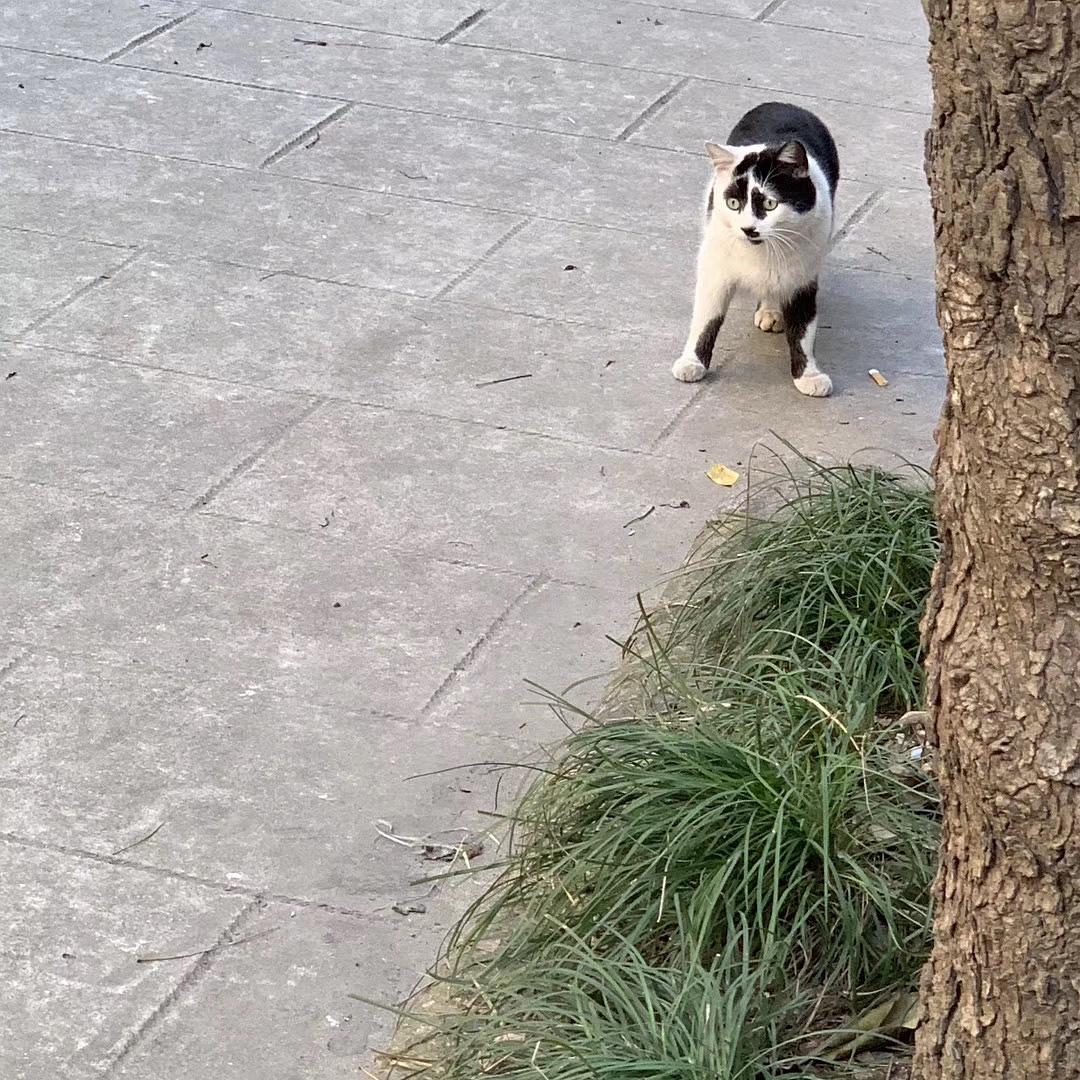 这个猫的花色实在是 太表情包了 Nga玩家社区