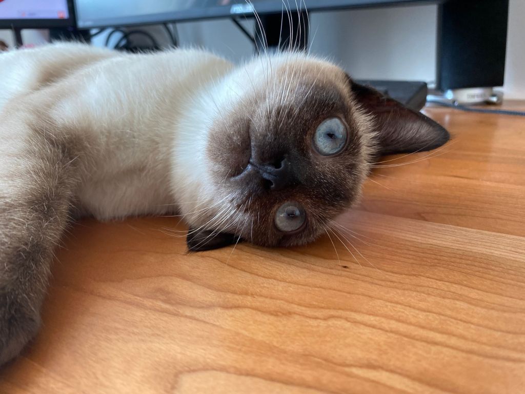 请问我能晒个猫吗] 我家的猫升级好像全点了魅力，完全没有点智力 
