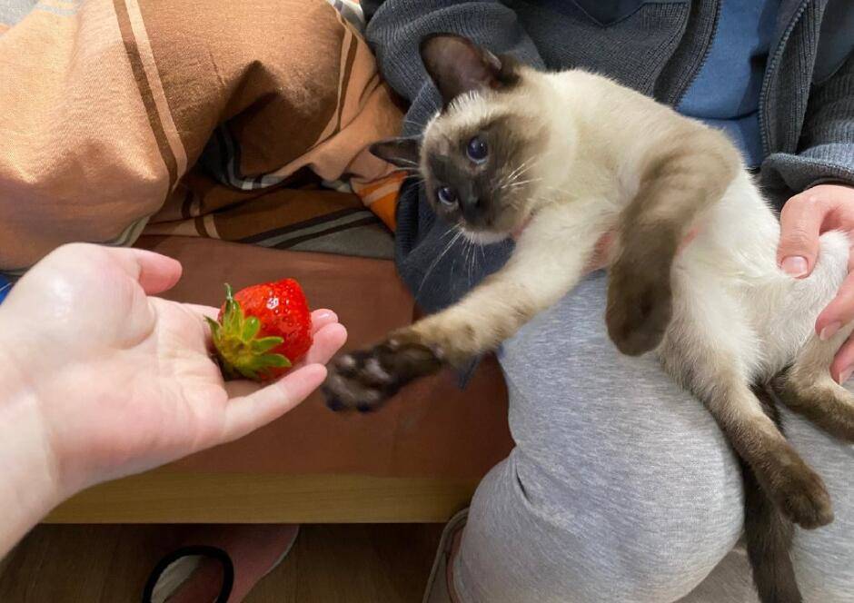 请问我能晒个猫吗] 我家的猫升级好像全点了魅力，完全没有点智力 