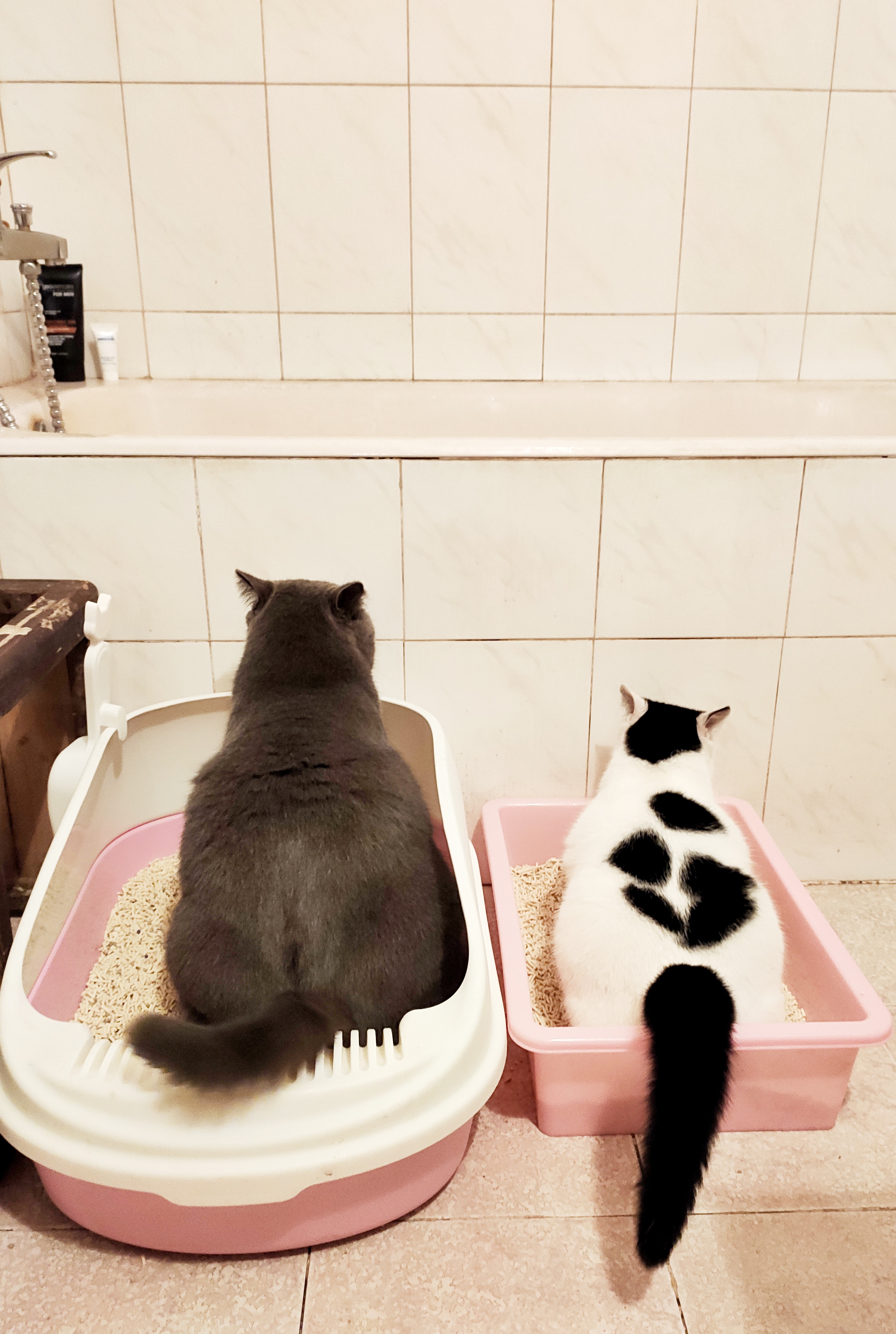 科普知识 Myao猫病特辑 自发性膀胱炎nga玩家社区