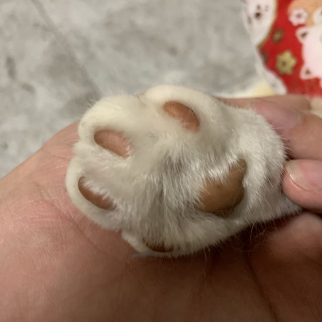 坐标福州猫猫求领养nga玩家社区