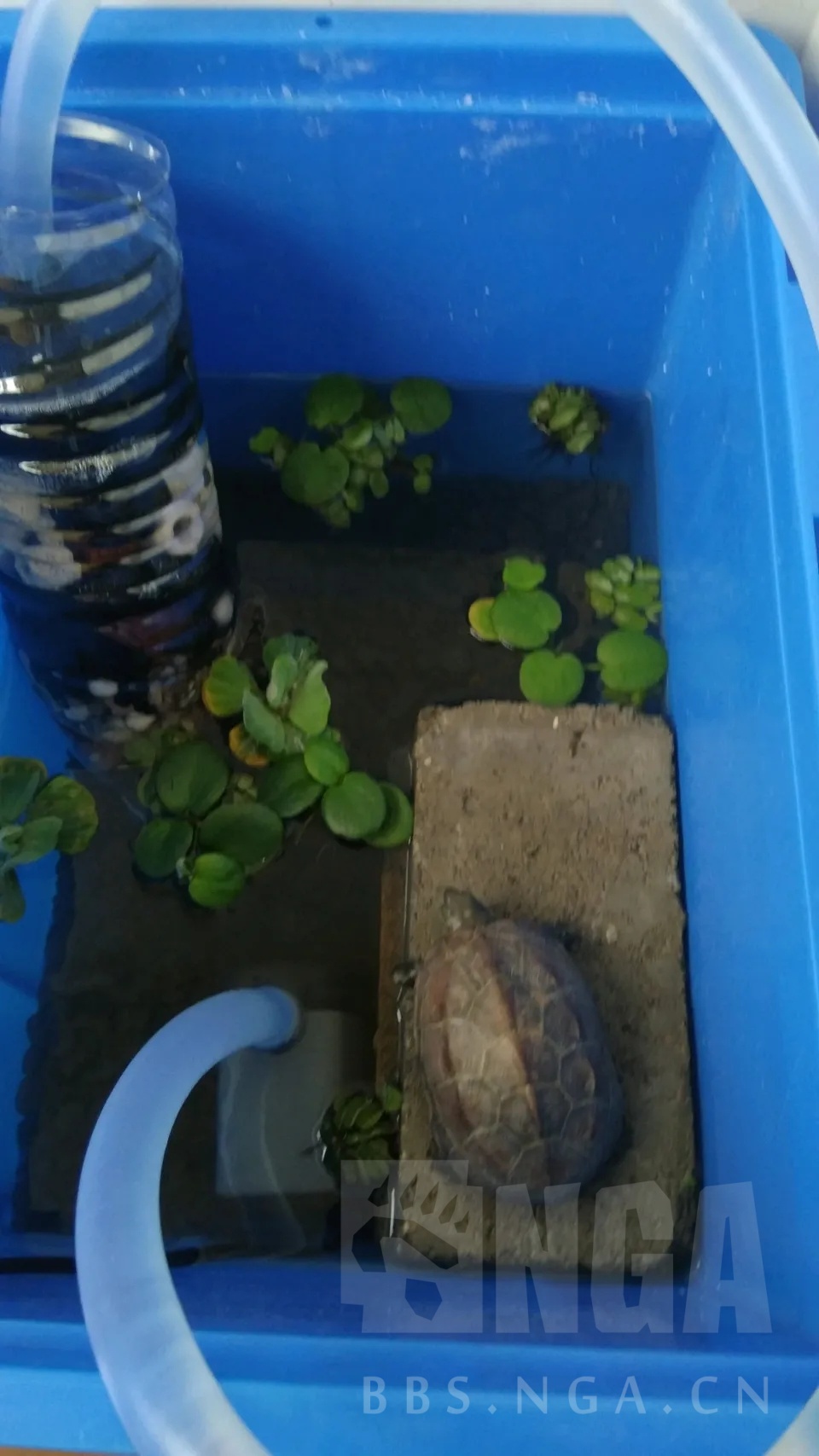 经验分享] 宠物龟新手入坑指南& 常见疾病手册NGA玩家社区