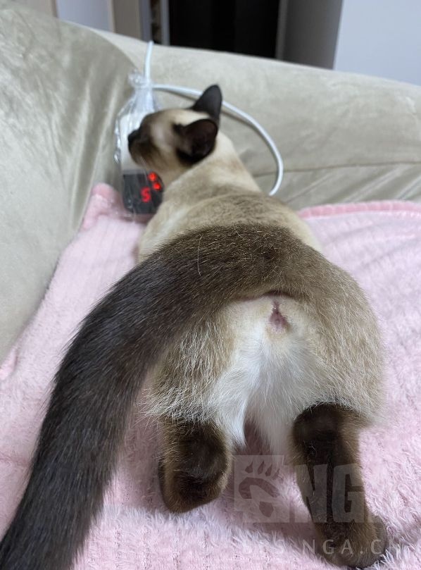 请问我能晒个猫吗 记录一下自家猫一生一次的发情和绝育 4 27拆线完结撒花 Nga玩家社区