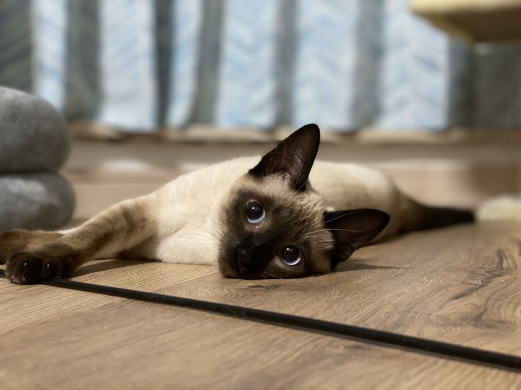 请问我能晒个猫吗 记录一下自家猫一生一次的发情和绝育 4 27拆线完结撒花 Nga玩家社区