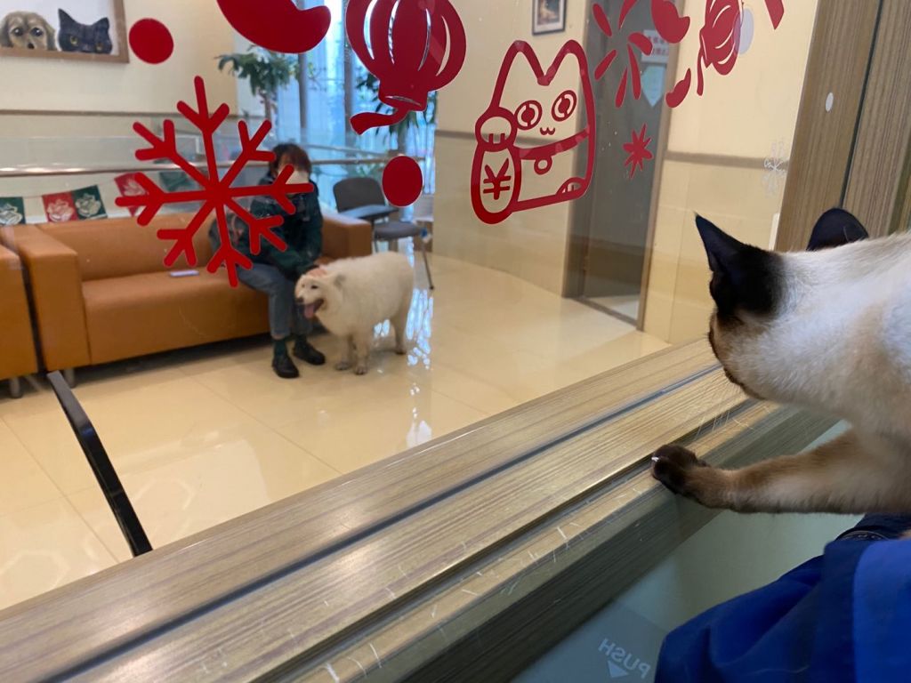 请问我能晒个猫吗 记录一下自家猫一生一次的发情和绝育 4 27拆线完结撒花 Nga玩家社区