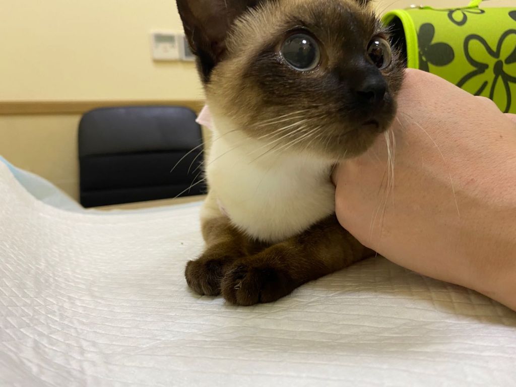 请问我能晒个猫吗 记录一下自家猫一生一次的发情和绝育 4 27拆线完结撒花 Nga玩家社区