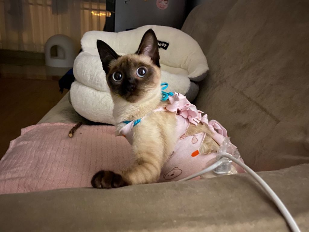 请问我能晒个猫吗 记录一下自家猫一生一次的发情和绝育 4 27拆线完结撒花 Nga玩家社区