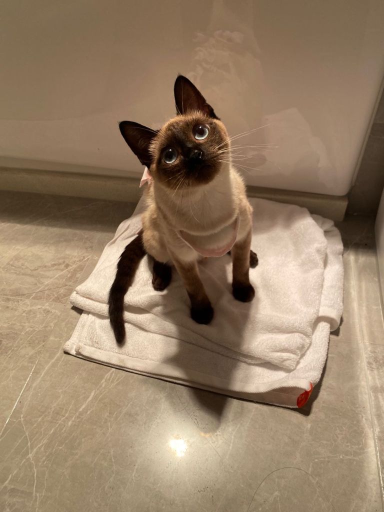 请问我能晒个猫吗 记录一下自家猫一生一次的发情和绝育 4 27拆线完结撒花 Nga玩家社区