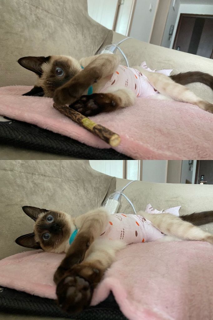 请问我能晒个猫吗 记录一下自家猫一生一次的发情和绝育 4 27拆线完结撒花 Nga玩家社区