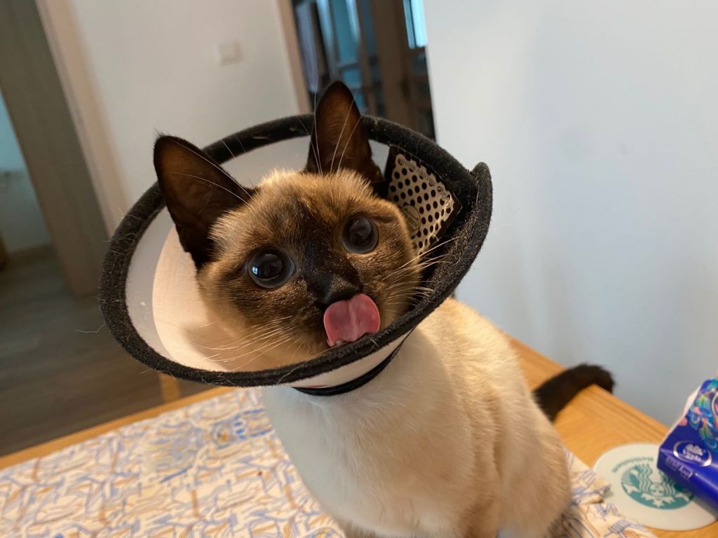 请问我能晒个猫吗 记录一下自家猫一生一次的发情和绝育 4 27拆线完结撒花 Nga玩家社区