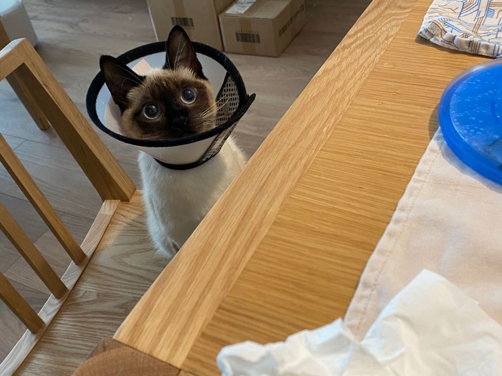 请问我能晒个猫吗 记录一下自家猫一生一次的发情和绝育 4 27拆线完结撒花 Nga玩家社区