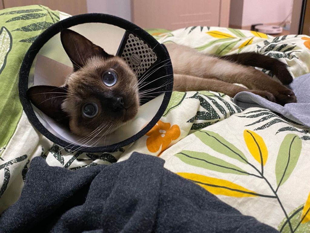 请问我能晒个猫吗 记录一下自家猫一生一次的发情和绝育 4 27拆线完结撒花 Nga玩家社区