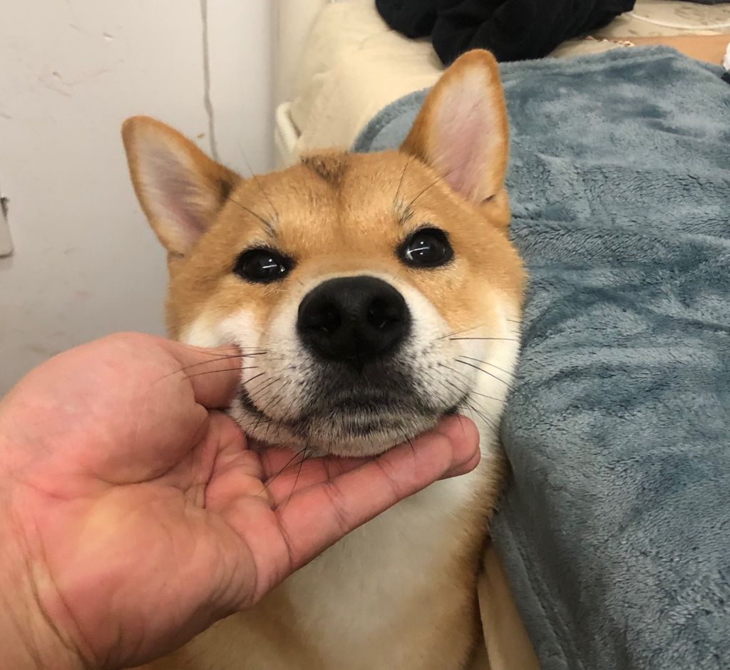 柴犬小时候长大差别真大啊。。。。 NGA玩家社区