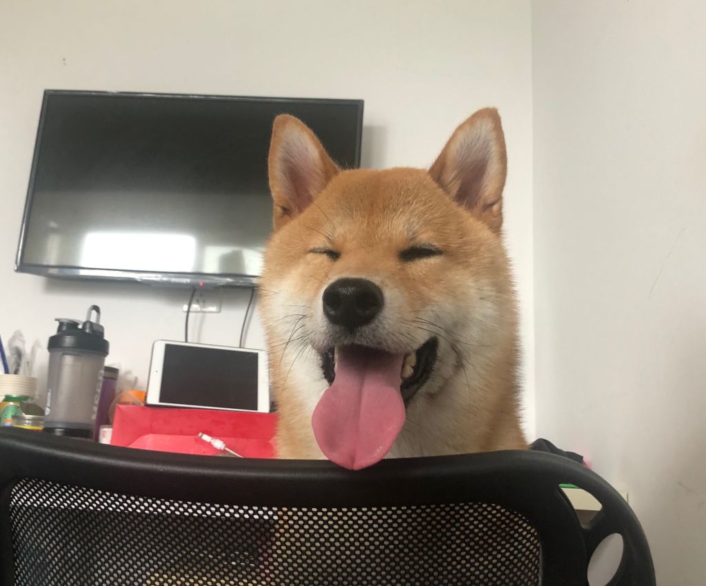 柴犬小时候长大差别真大啊。。。。 NGA玩家社区