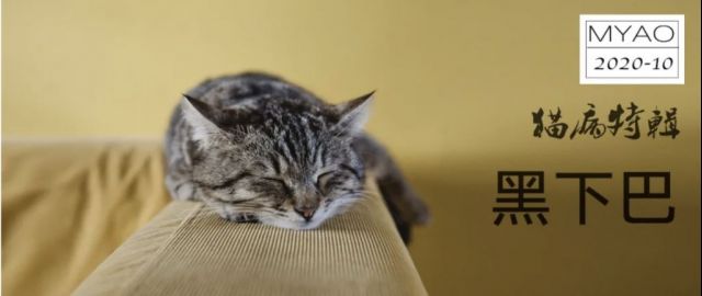 科普知识]MYAO猫病特辑 黑下巴NGA玩家社区
