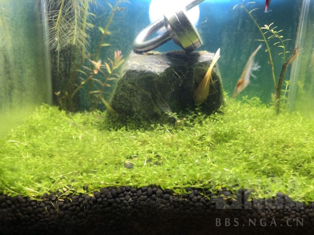 新手求指点 微缸治藻求助 求推荐药物除藻方式nga玩家社区