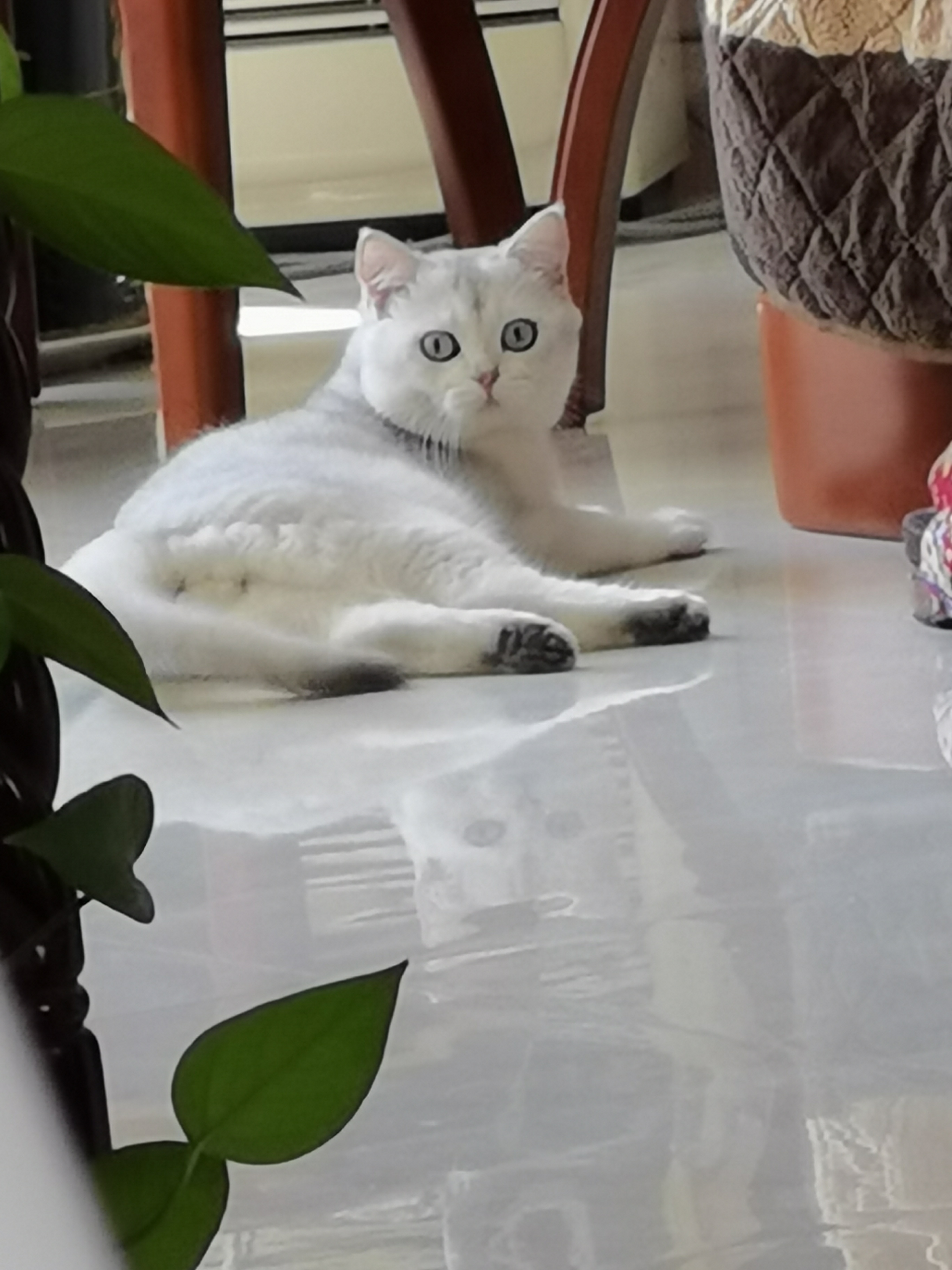 大家帮忙看看，猫咪挠下巴挠出血了NGA玩家社区