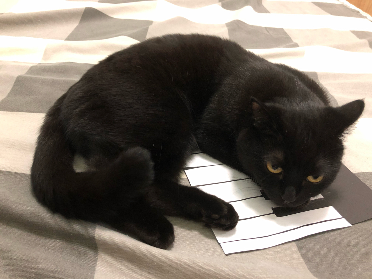 傀影氵 晒猫氵 坐姿 不定更 9 17更新 表情包 Nga玩家社区