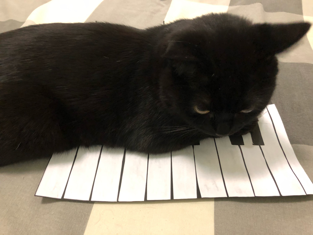 傀影氵 晒猫氵 坐姿 不定更 9 17更新 表情包 Nga玩家社区