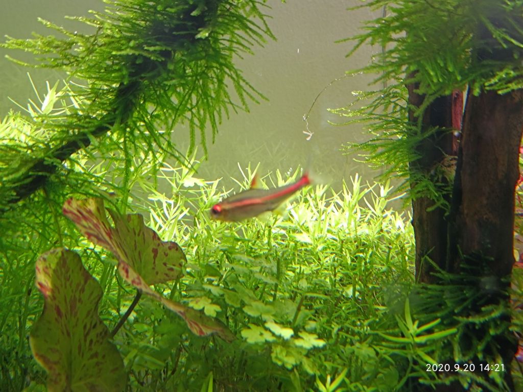 灯鱼的寿命一般是多久 养了快五年的最后一只红管灯估计要归西了nga玩家社区