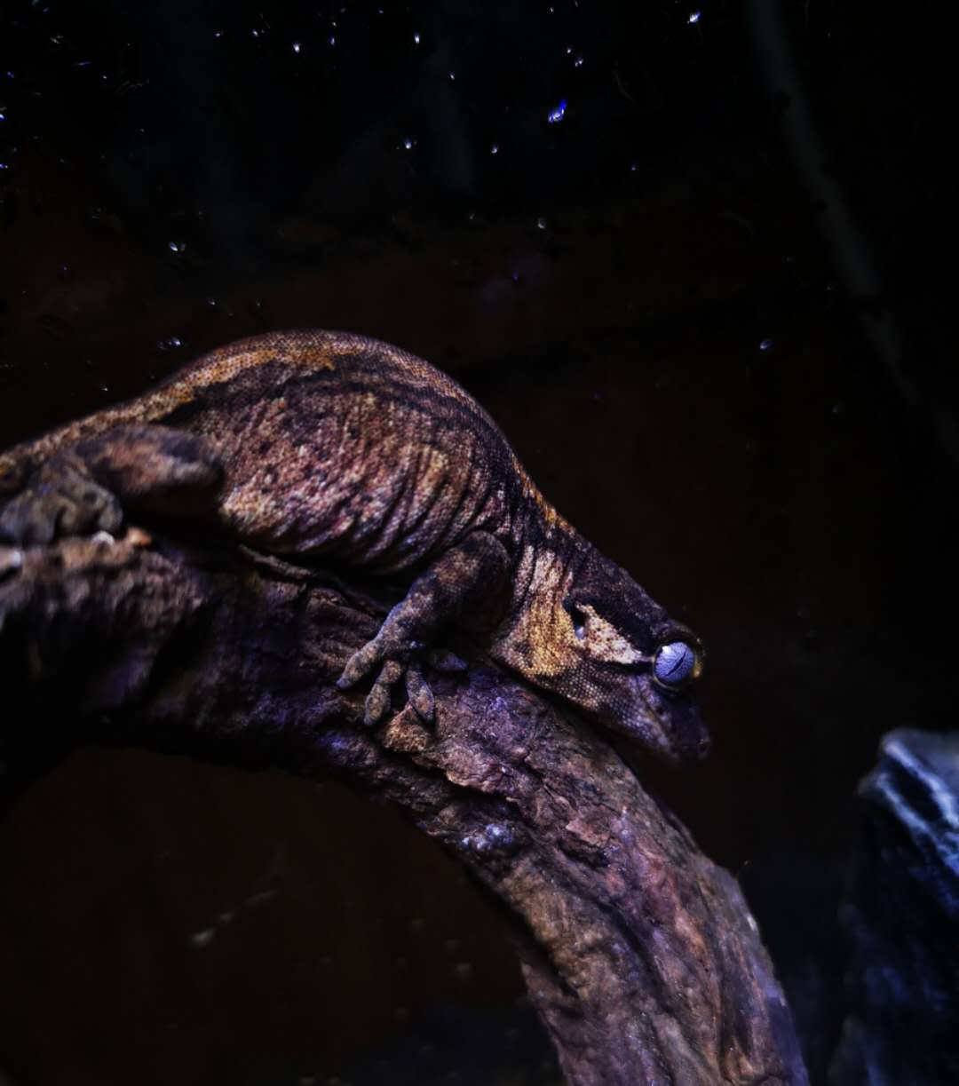 来自新喀里多尼亚的r属守宫们 下 盖勾亚 魔物 巨人守宫nga玩家社区