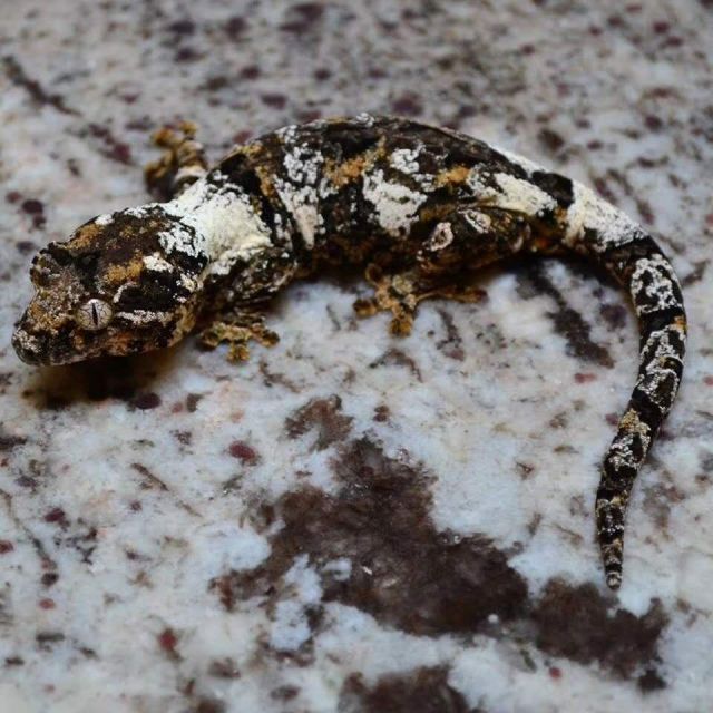 来自新喀里多尼亚的r属守宫们 下 盖勾亚 魔物 巨人守宫nga玩家社区