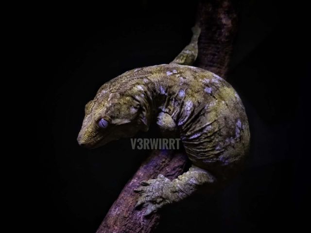 来自新喀里多尼亚的r属守宫们 下 盖勾亚 魔物 巨人守宫nga玩家社区