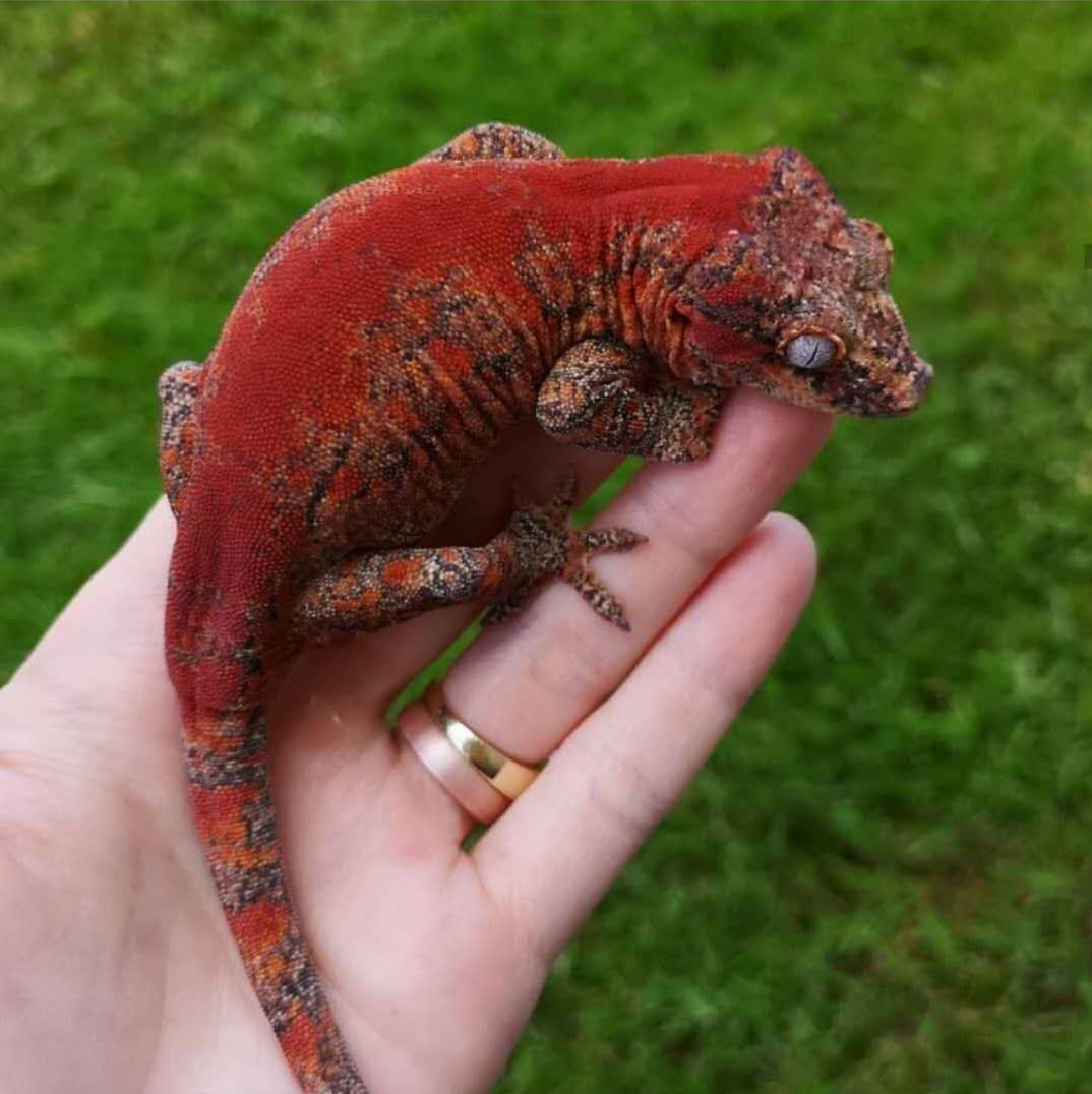 来自新喀里多尼亚的r属守宫们 下 盖勾亚 魔物 巨人守宫nga玩家社区