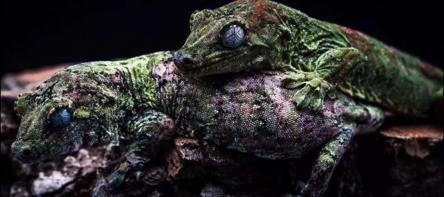 来自新喀里多尼亚的r属守宫们 下 盖勾亚 魔物 巨人守宫nga玩家社区