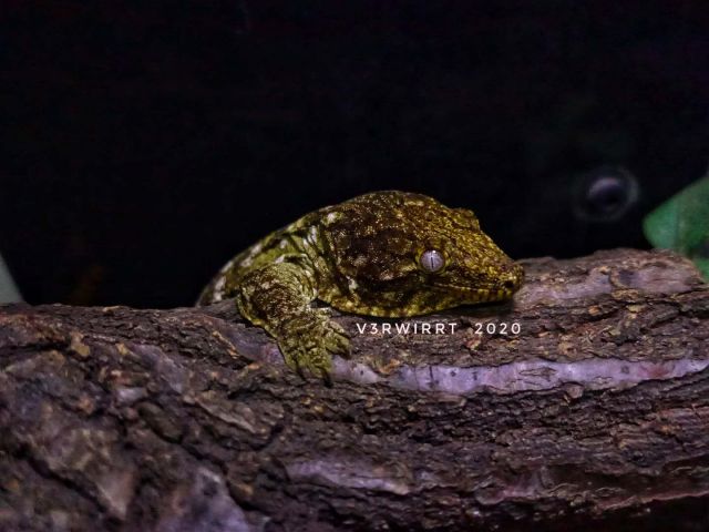 来自新喀里多尼亚的r属守宫们 下 盖勾亚 魔物 巨人守宫nga玩家社区