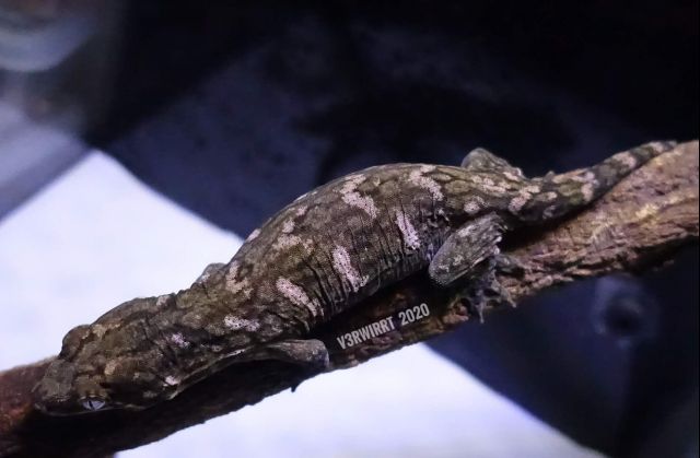 来自新喀里多尼亚的r属守宫们 下 盖勾亚 魔物 巨人守宫nga玩家社区