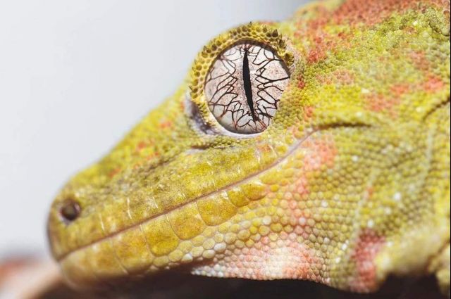 来自新喀里多尼亚的r属守宫们 下 盖勾亚 魔物 巨人守宫nga玩家社区