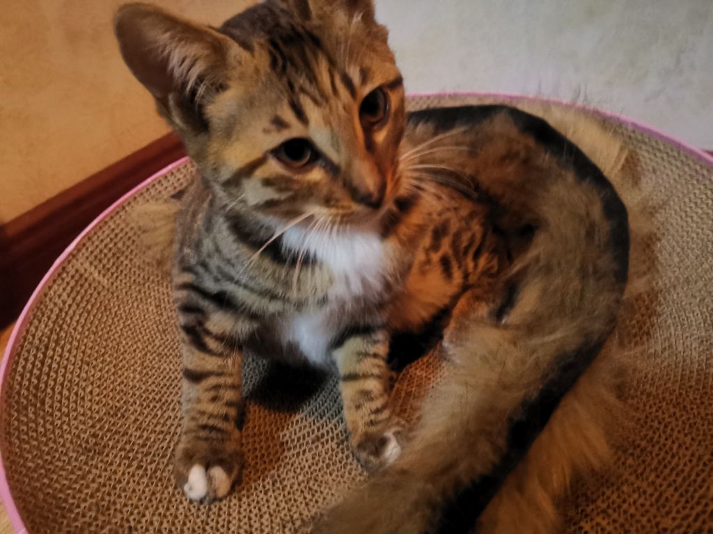 猫猫领养一星期 惆怅伤心中 Nga玩家社区