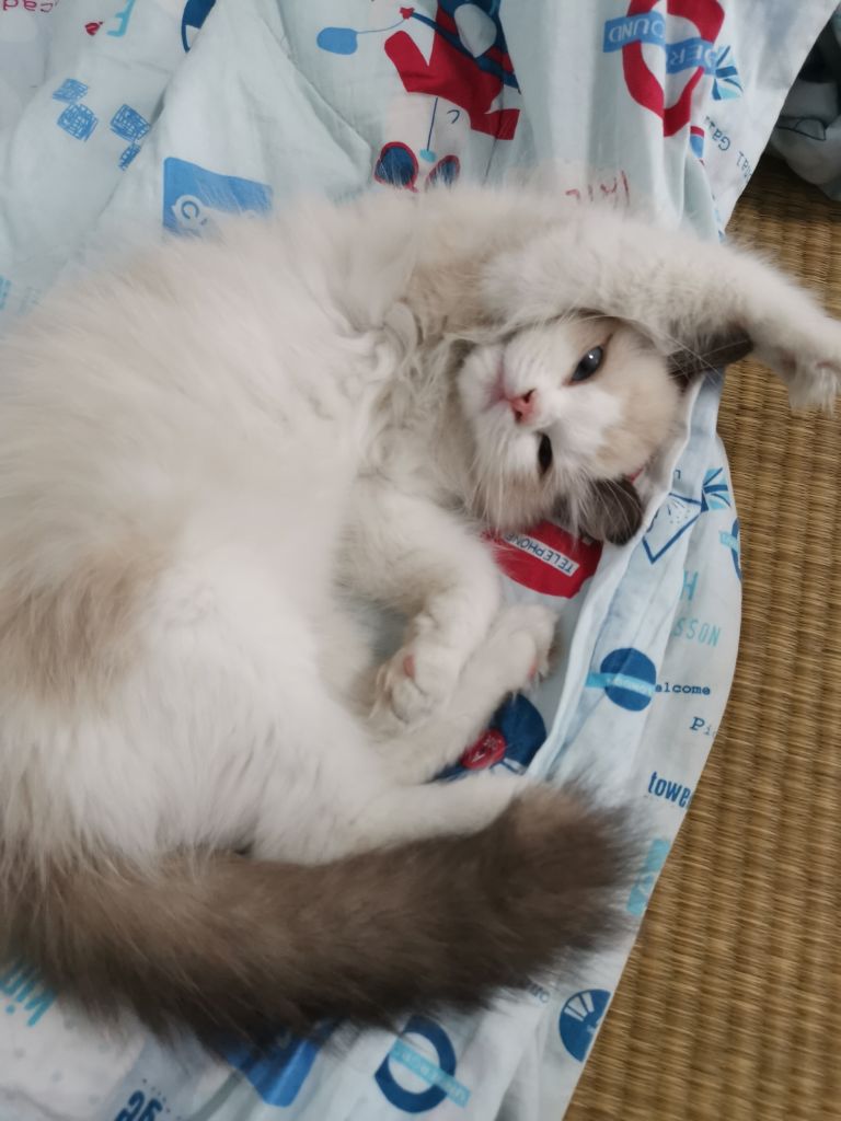 猫猫生重病了nga玩家社区