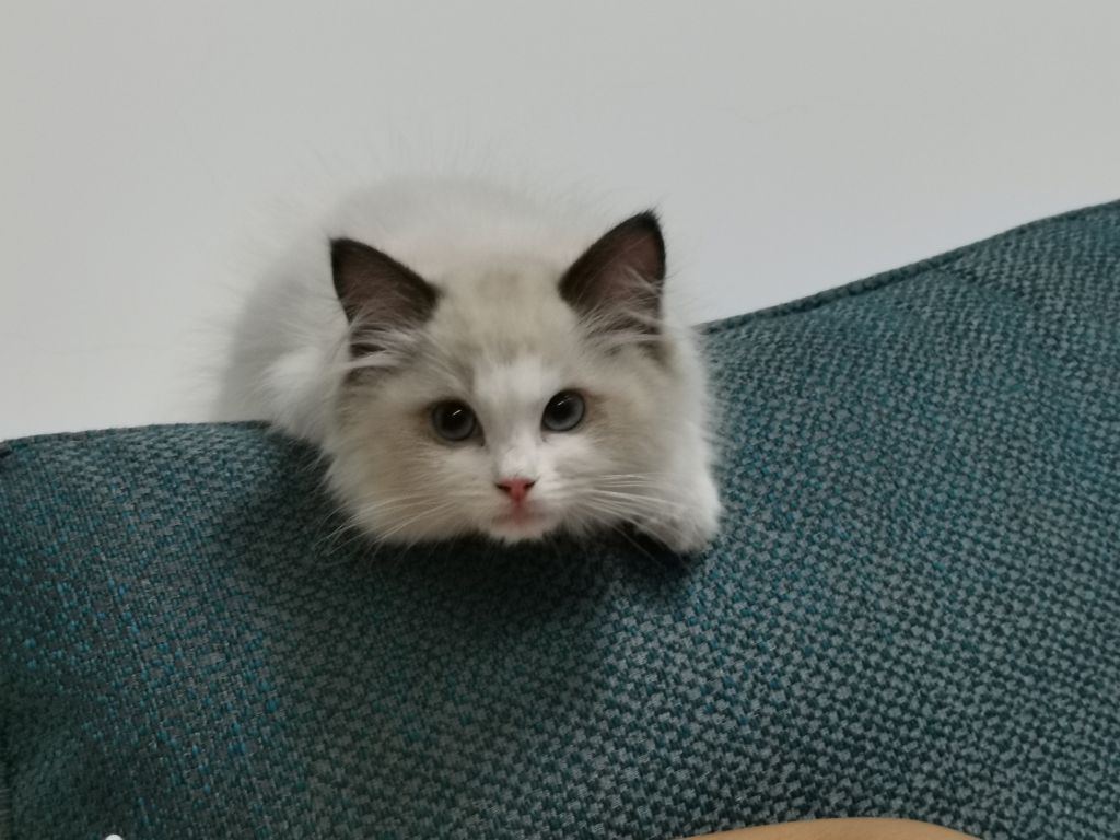 猫猫生重病了nga玩家社区