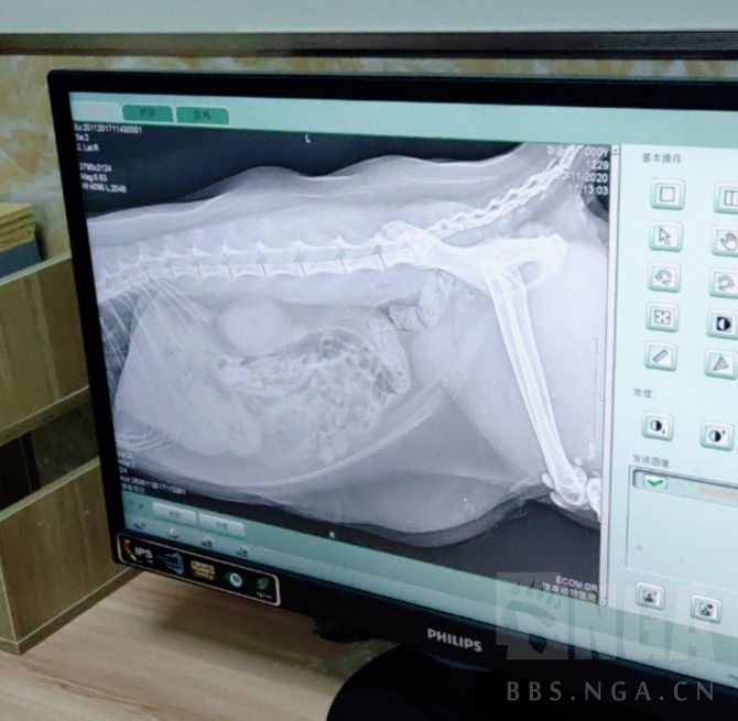 求助 猫猫尿频轻微尿血 怀疑是这两天降温太快 应激性膀胱炎nga玩家社区