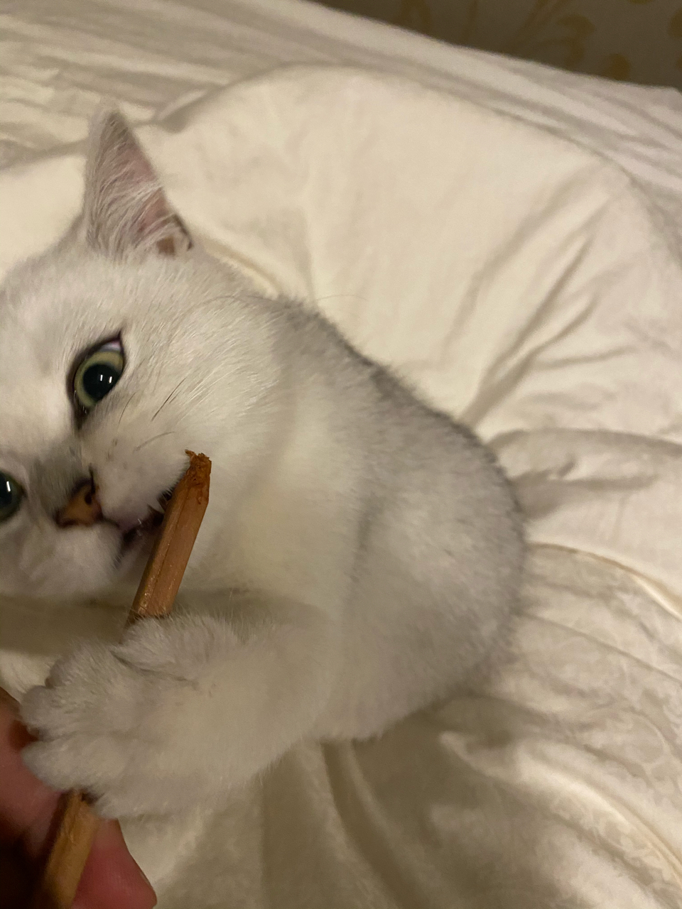 我家猫吞了节铅笔芯NGA玩家社区