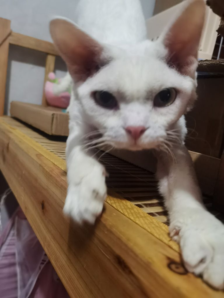 科普知识 Myao养猫劝退指南 今日不封窗 他日泪汪汪nga玩家社区 科普知识 Myao养猫劝退指南 今日不封窗 他日泪汪汪nga玩家社区