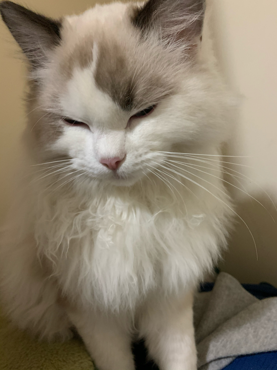 傻猫天天把胸毛舔的跟方便面一样有啥解决办法吗NGA玩家社区