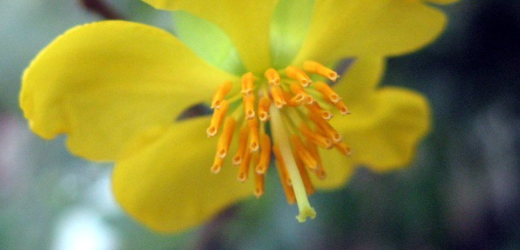 Flos 从一首歌开始安利yuni Nga玩家社区 Flos 从一首歌开始安利yuni Nga玩家社区