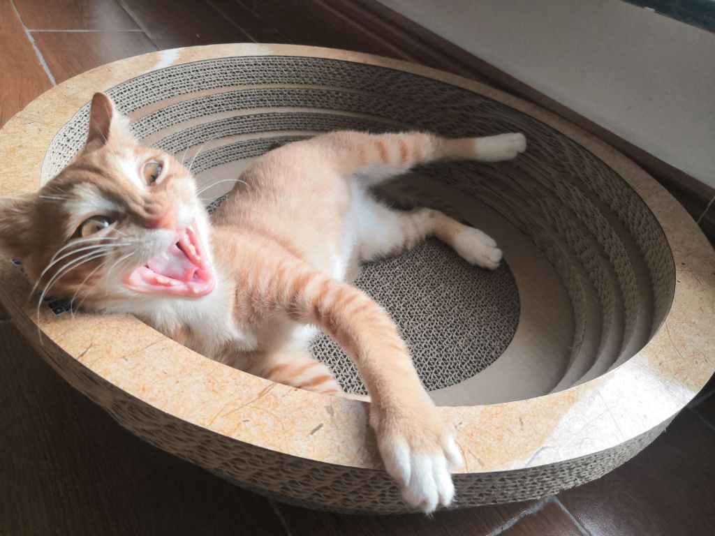 你们的猫猫换牙期吃啥 会食欲不振吗 换牙持续多久啊nga玩家社区