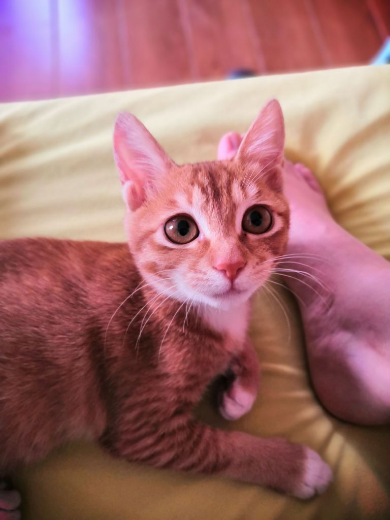 你们的猫猫换牙期吃啥 会食欲不振吗 换牙持续多久啊nga玩家社区