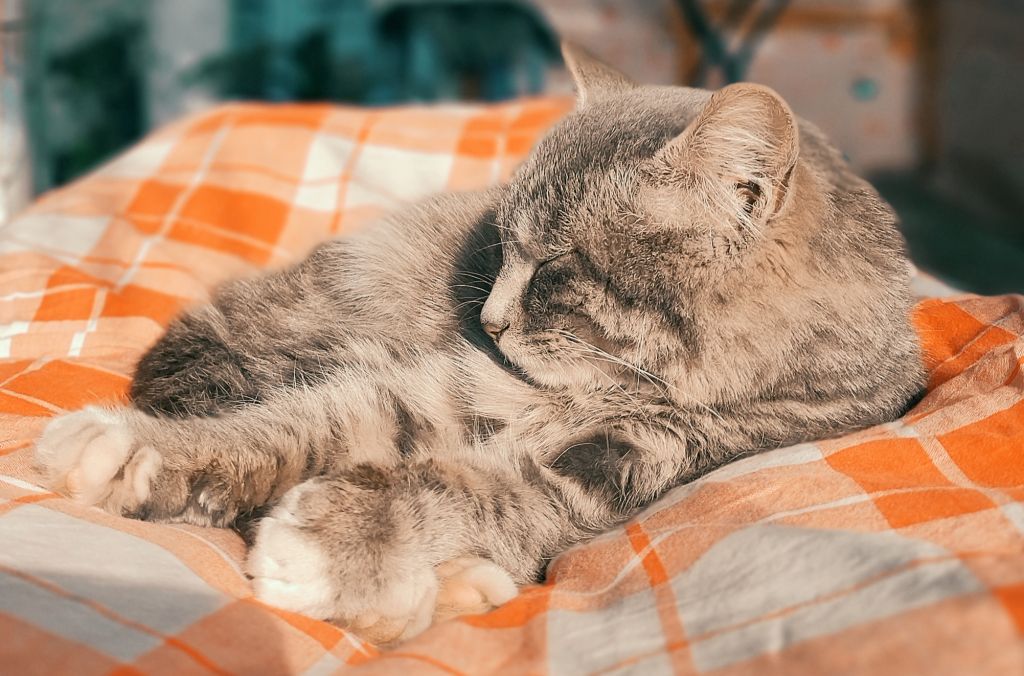 想看看大家的猫_(:зu0027∠)_ NGA玩家社区