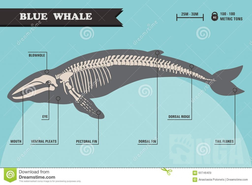 鯨 骨 ⑪